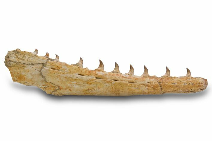 Mosasaur (Pluridens) Jaw with Ten Teeth - Morocco #334604
